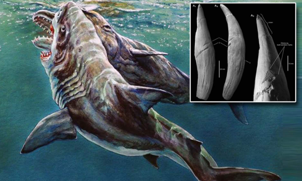 Siêu cá mập Megalodon tấn công cá nhà táng khổng lồ trong cuộc đấu sinh tử - 1 Siêu cá mập Megalodon tấn công cá nhà táng khổng lồ trong cuộc đấu sinh tử - 1