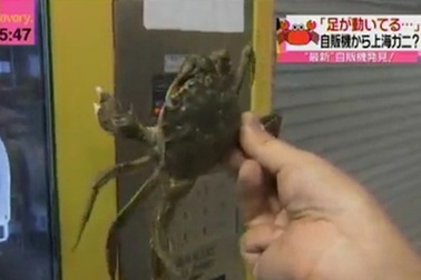 Lạ đời máy bán cua sống tự động