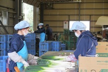 Nhật Bản tiếp tục hỗ trợ thực tập sinh nước ngoài