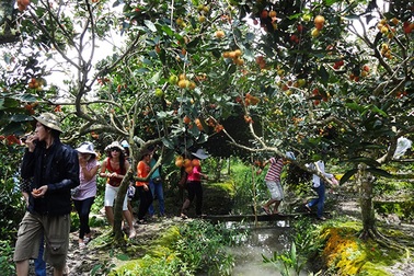 Về miệt vườn Vĩnh Long thưởng thức những trái ngon nức tiếng