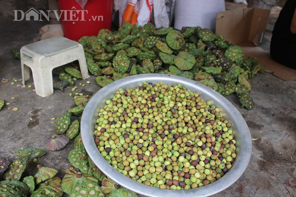 Hà Tĩnh: Cả làng trồng sen, chỉ bán hạt cũng lãi gấp đôi so với cấy lúa - 9 Hà Tĩnh: Cả làng trồng sen, chỉ bán hạt cũng lãi gấp đôi so với cấy lúa - 9