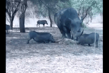 Liều lĩnh giành thức ăn, lợn rừng hứng trọn đòn trừng phạt của tê giác