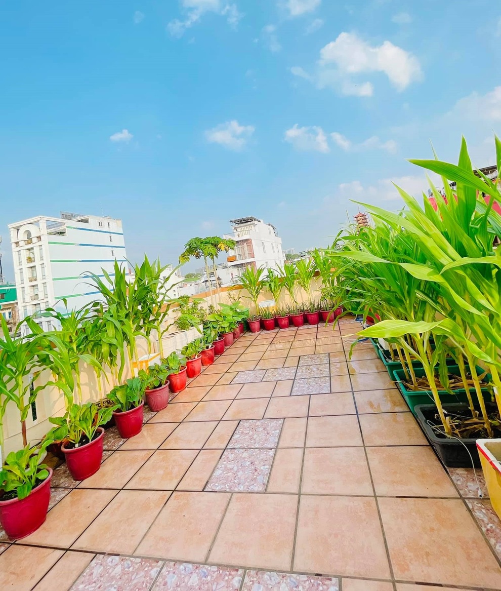 Nữ giám đốc trẻ mát tay làm vườn 170m2 ngập rau, trái trên sân thượng - 3