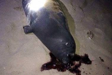 Bình Thuận: Chú hải cẩu lên bờ đùa giỡn với người dân đã bị đánh chết