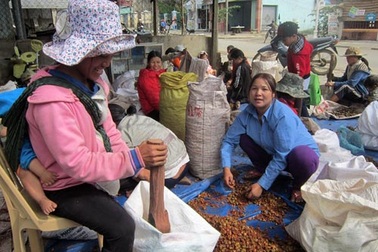 Thu mua cả hạt mây, lá khoai lang