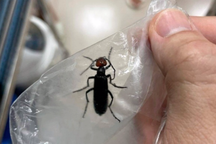 3 bệnh nhân nguy kịch, suy đa tạng vì ăn côn trùng lạ