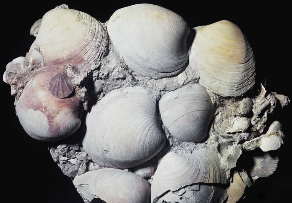 Những loài động vật sống thọ nhất trên thế giới - 1