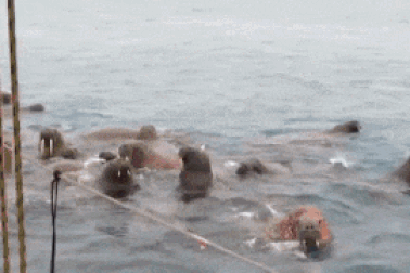 Clip: Bầy hải mã bị mê hoặc bởi tiếng đàn phong cầm