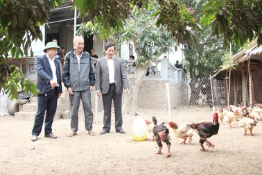 Bước đầu xác định nguyên nhân gà Đông Tảo chết