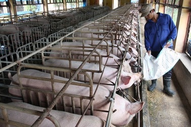 Vào TPP, ngành chăn nuôi Việt Nam sẽ chịu “đau đớn” nhất?