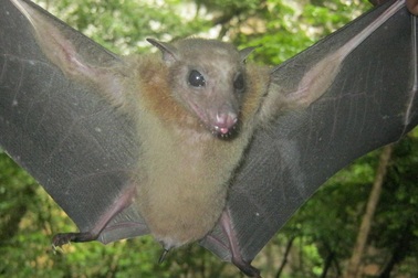 Virus corona và dơi đã phát triển cùng nhau… trong hàng triệu năm