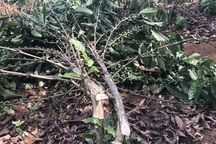 Gần 2.000 cây cà phê bị chặt phá trong đêm