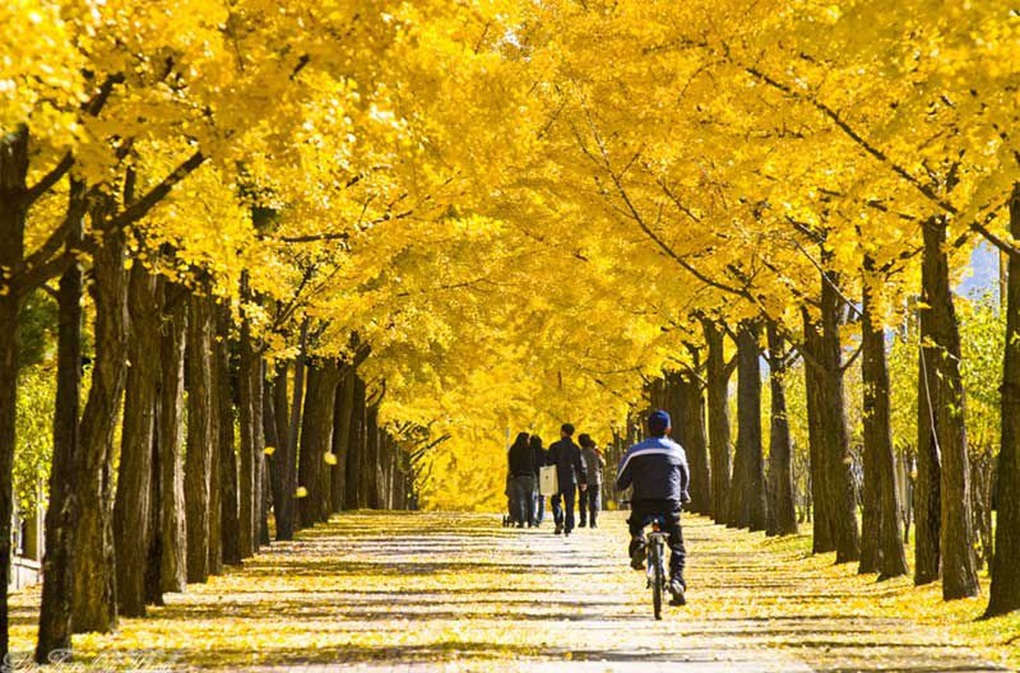 Ngắm mùa thu lá vàng tại xứ sở kim chi - 2 Ngắm mùa thu lá vàng tại xứ sở kim chi - 2
