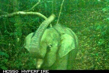 Phát hiện cá thể voi mới sinh trong khu bảo tồn qua bẫy ảnh