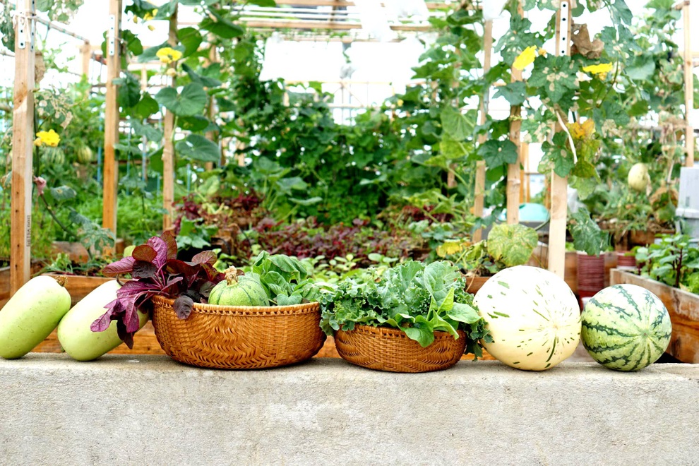 Gia chủ Đà Nẵng phủ xanh nóc nhà bằng vườn rau trái sum suê - 14