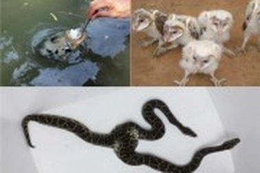 Chim mặt khỉ, cá ăn bằng thìa và những "quái vật" độc nhất đất Việt