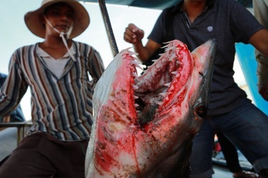 Nghề câu “cọp biển”