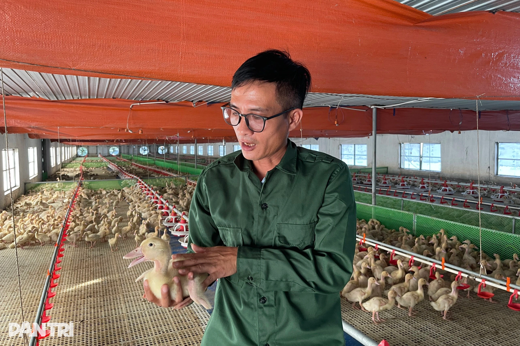 Cho vịt ngủ điều hòa, một năm thu lãi cả tỷ đồng - 4 Cho vịt ngủ điều hòa, một năm thu lãi cả tỷ đồng - 4