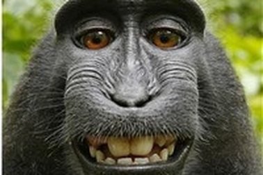 Khỉ đánh cắp máy ảnh để tự chụp chính mình