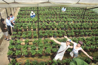 Du lịch nông nghiệp Đà Lạt “hớp hồn” du khách