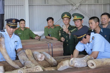 Phát hiện hơn 9 tấn hàng nghi là ngà voi bọc gỗ để nguỵ trang