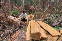 Dân “cạo trọc, đốt sạch”, lâm tặc “xẻ thịt” rừng xanh Tây Nguyên