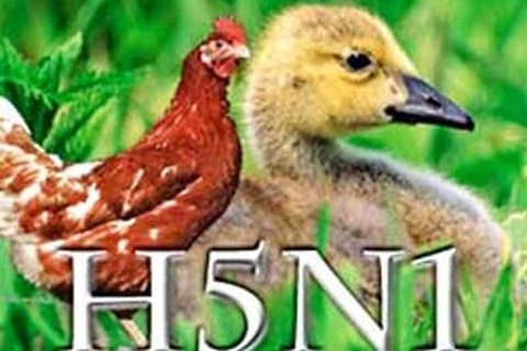 Đã có 10 tỉnh có dịch cúm gia cầm