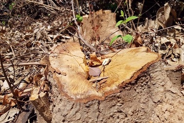 Hơn 10ha rừng phòng hộ bị lâm tặc ngang nhiên tàn phá