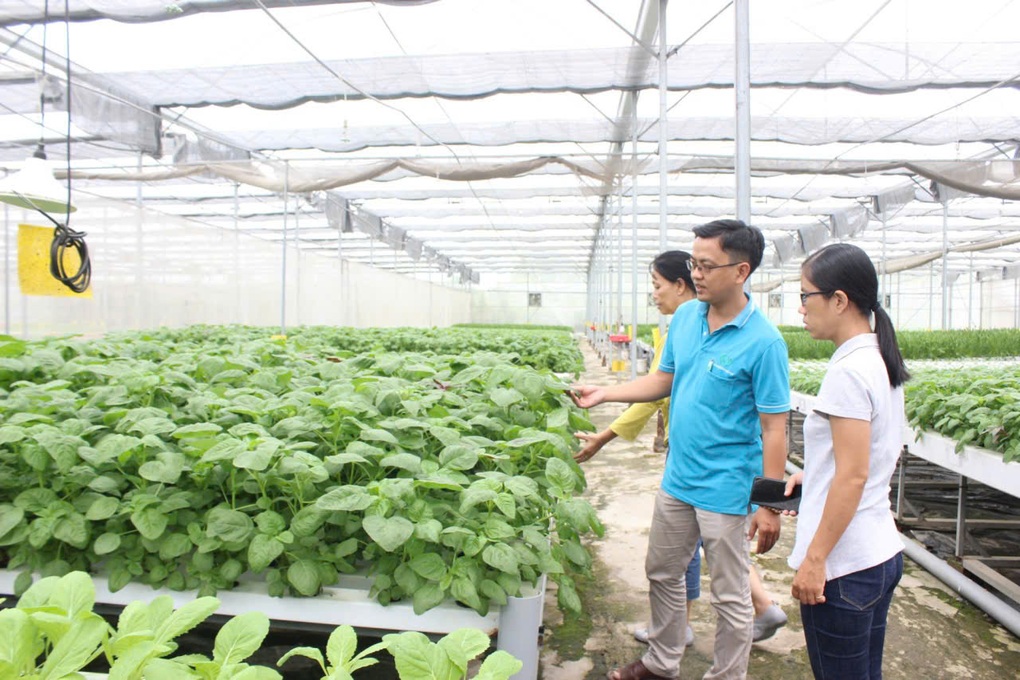 VietGAP基準を満たす野菜は1%未満:ベトナム人はどのような基準の野菜を食べているのか? - 2 Chưa tới 1% rau đạt VietGAP: Người Việt đang ăn rau chuẩn gì? - 2