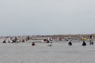 Xử lý cán bộ vi phạm trong vụ "cướp" nghêu