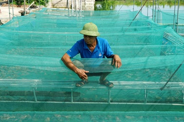 Làm theo cách riêng, lão nông U60 kiếm gần nửa tỷ đồng mỗi năm