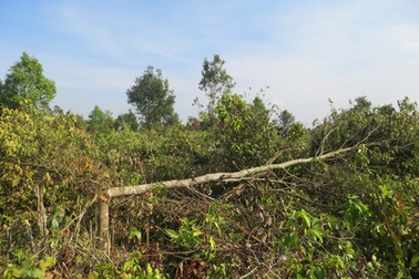 Cả làng “đồng lòng” cầm rựa phá gần... 10ha rừng