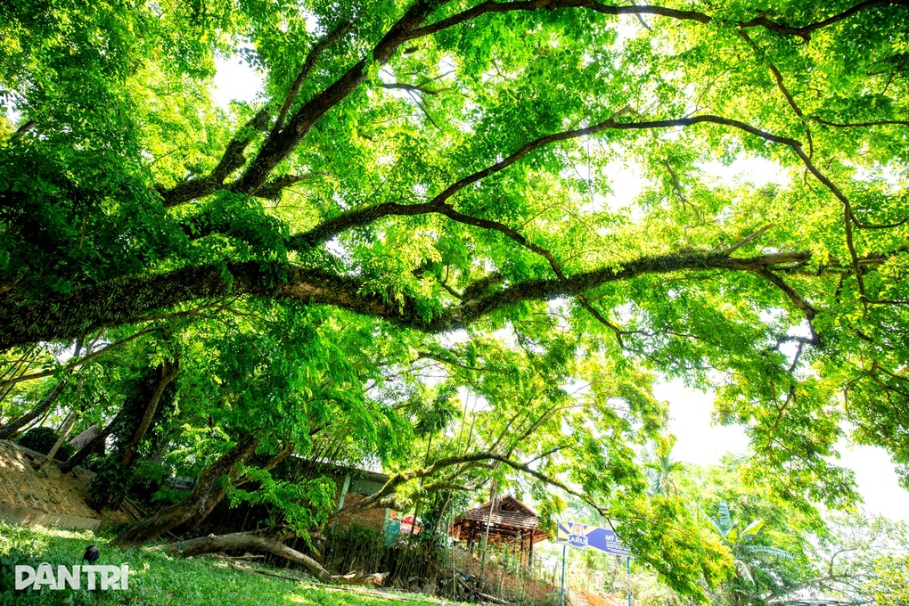 Vườn hoa sưa trăm tuổi níu chân du khách - 8 Vườn hoa sưa trăm tuổi níu chân du khách - 8
