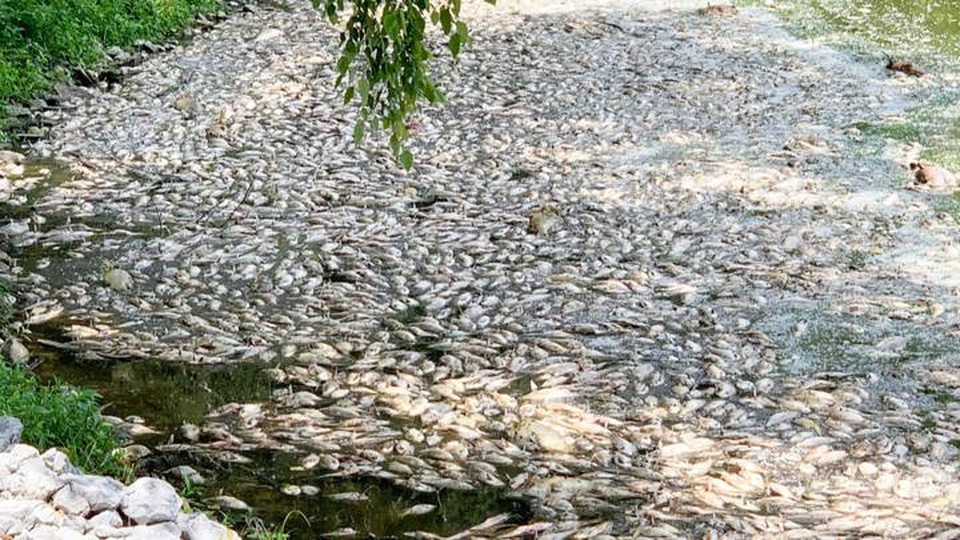 Chỉ sau một đêm, hàng ngàn con cá chết nổi trắng mặt hồ - 1 Chỉ sau một đêm, hàng ngàn con cá chết nổi trắng mặt hồ - 1