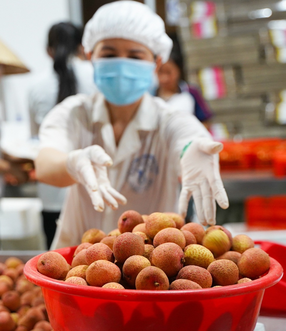 Cận cảnh quy trình đóng gói vải thiều không Covid-19 xuất sang Nhật Bản - 3 Cận cảnh quy trình đóng gói vải thiều không Covid-19 xuất sang Nhật Bản - 3