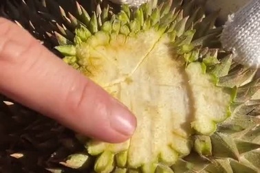 Cô gái 9X "rời phố về quê" làm clip dân dã hút triệu view