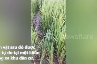 Nông dân giật mình phát hiện cá sấu cỡ lớn ẩn nấp trong ruộng lúa