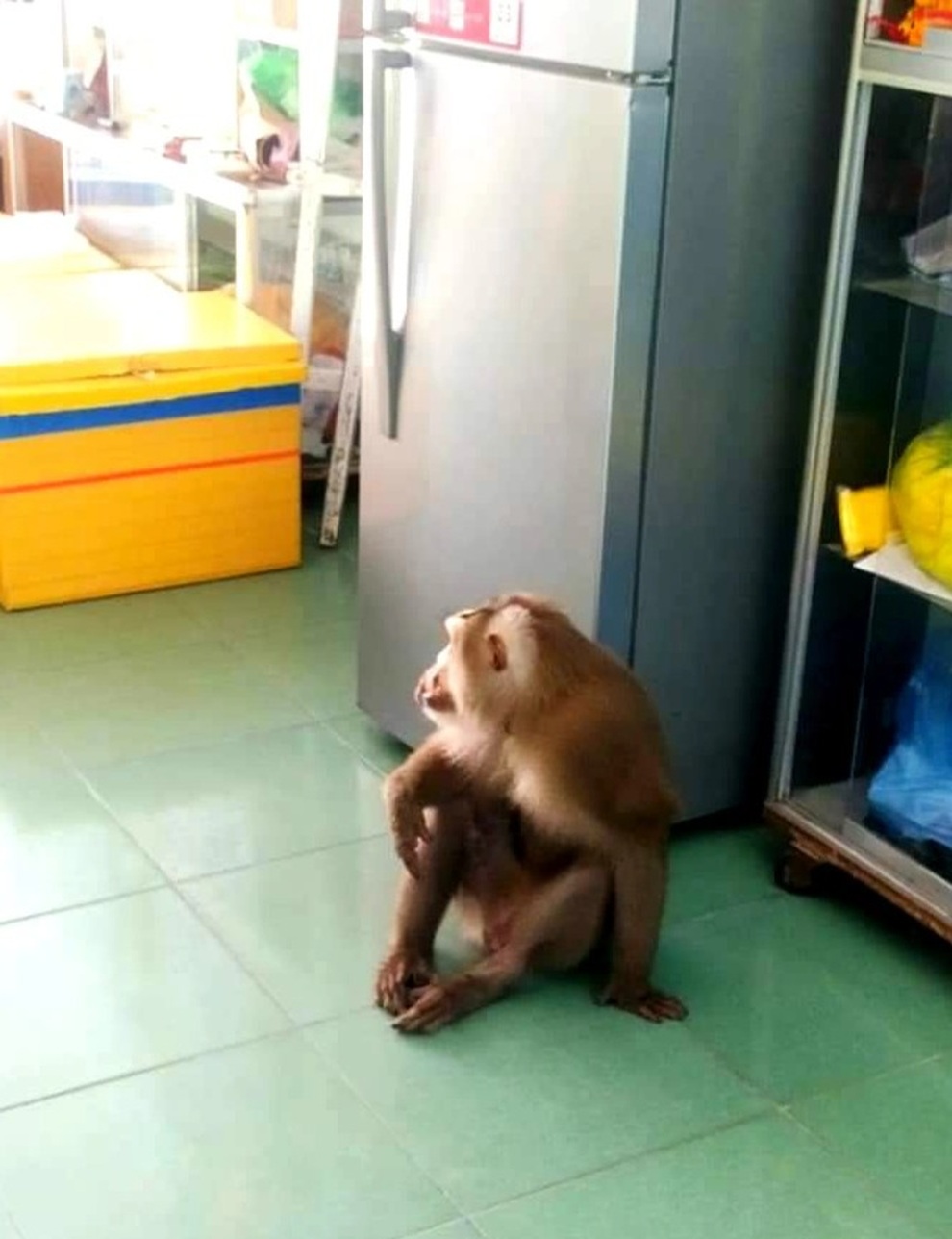 Con cháu Tề Thiên đại náo làng quê, hù dọa phụ nữ - 5 Con cháu Tề Thiên đại náo làng quê, hù dọa phụ nữ - 5