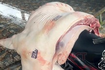 Vì sao lợn nhiễm dịch tả vẫn được đóng dấu "an toàn" để bán ra thị trường?