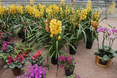 Hoa Trung Quốc đẹp, rẻ vẫn ít người mua