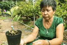 "Sáng chế" thế con rắn cuộn gốc mai vàng, bán đắt hàng, nhẹ nhàng đút túi 300 triệu đồng/năm