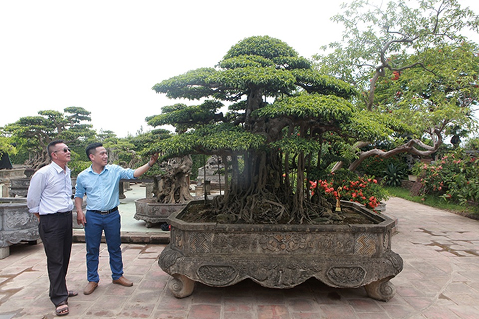 Đại gia Hà Nội làm dậy sóng” làng cây cảnh khi chi 24 tỷ đồng mua 2 cây sanh - 2 Đại gia Hà Nội làm dậy sóng” làng cây cảnh khi chi 24 tỷ đồng mua 2 cây sanh - 2