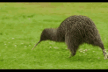 Tiết lộ thú vị về loài chim không biết bay nổi tiếng nhất thế giới