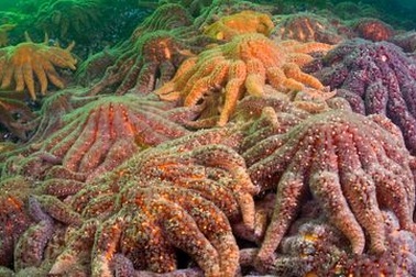 Xuất hiện “sao biển Zombie” dưới lòng đại dương cảnh báo cho một hiểm họa khôn lường