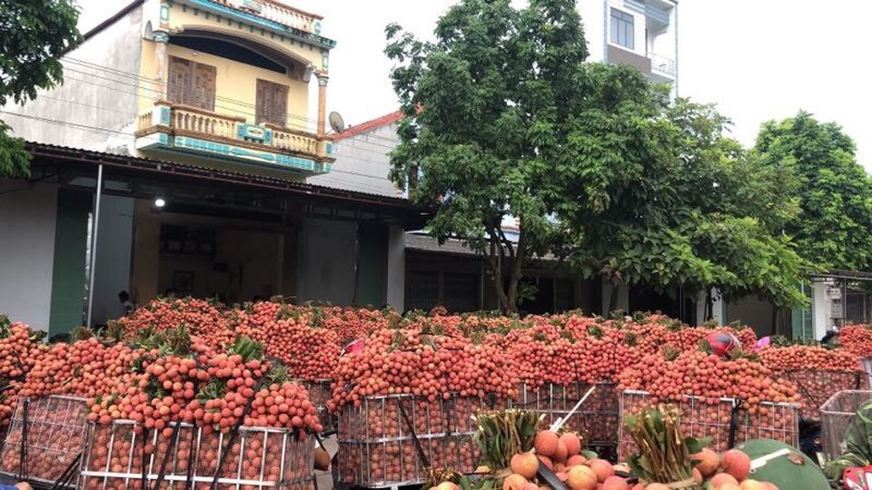 Hàng chục nghìn tấn nông sản ở điểm nóng Bắc Giang mòn mỏi chờ hỗ trợ - 1 Hàng chục nghìn tấn nông sản ở điểm nóng Bắc Giang mòn mỏi chờ hỗ trợ - 1
