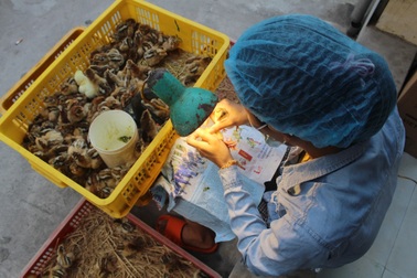 Nghề lạ lương cao: Soi giới tính gà