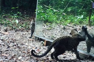 Phản ứng hài hước của động vật hoang dã khi lần đầu tiên thấy gương soi