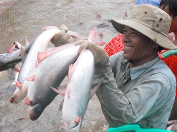 Cá tra vào danh mục phát triển bền vững