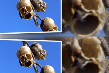 Những “kỳ hoa dị thảo” như đến từ hành tinh lạ