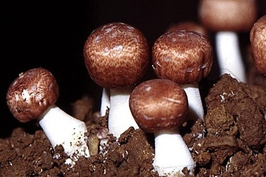 Nấm Agaricus - Thực phẩm kỳ diệu